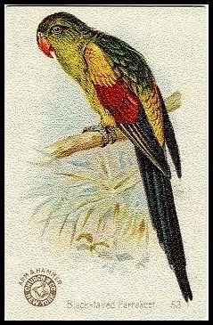 53 Black-Tailed Parakeet
